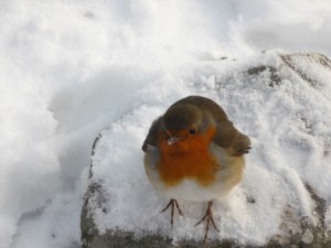 Rotkehlchen Schnee Winter