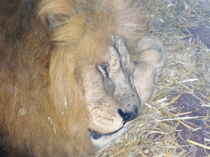 Löwe Gelsenkirchen schlafen