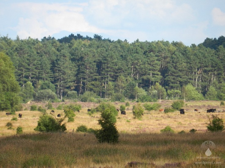 Heckrinder Cuxhavener Küstenheiden