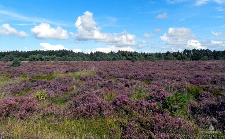 Küstenheide Cuxhaven