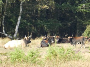 Heckrinder Ur-Ochse Küstenheide