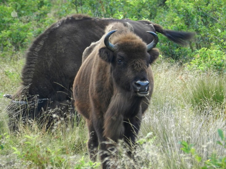 Wiesentherde Küstenheide Cuxhaven