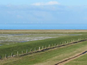 Salzwiesen Cappe-Neufeld Dorum