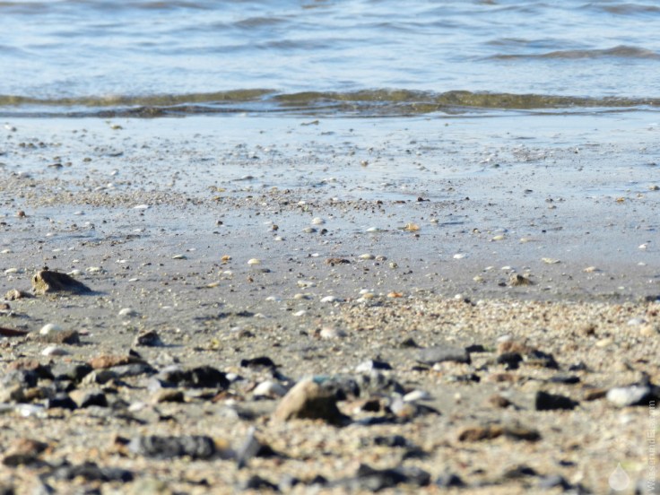 Nordseeküste Misselwarden Wremen Solthörn