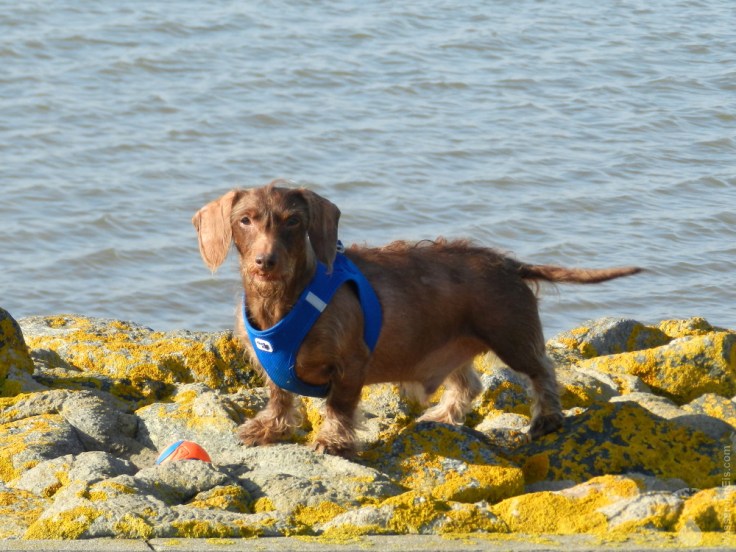 Dackel Nordsee