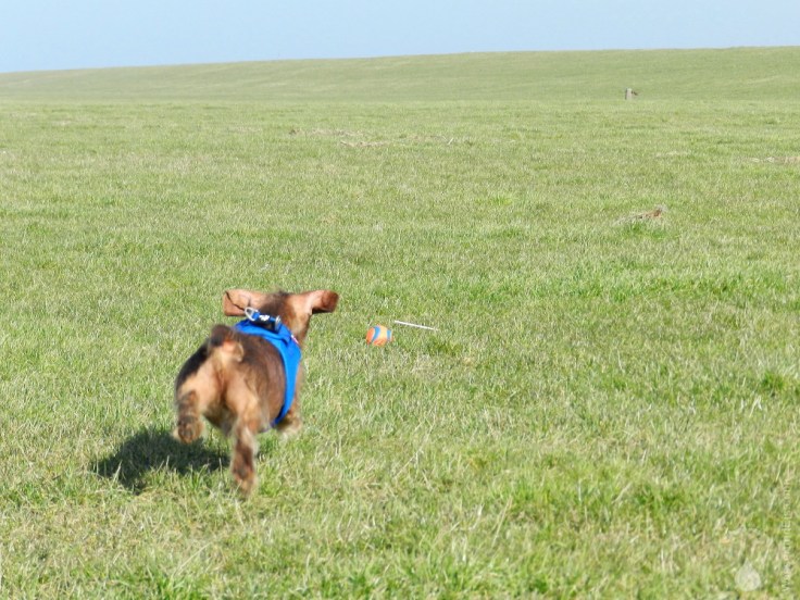 Ballspielen apportieren Dackel