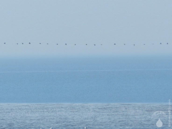 Gänse Kanadagans Wattenmeer