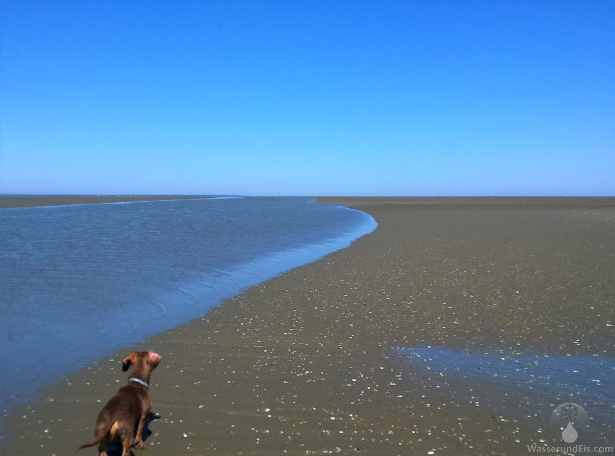 Watt Wattwandern Wremen Dorum