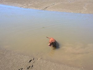 Priel Wattenmeer Wurster Watt