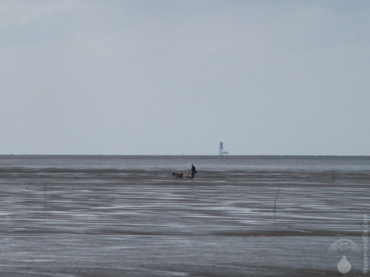 Hundeschlitten im Wattenmeer.