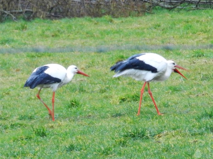 Weißstorch Sievern Storchendorf