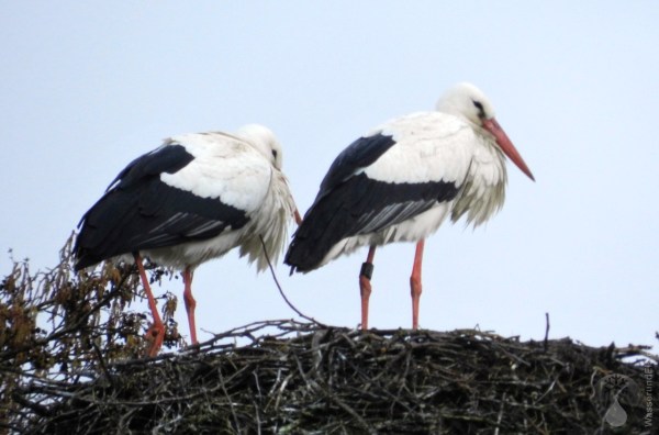 Störche Storch Sievern