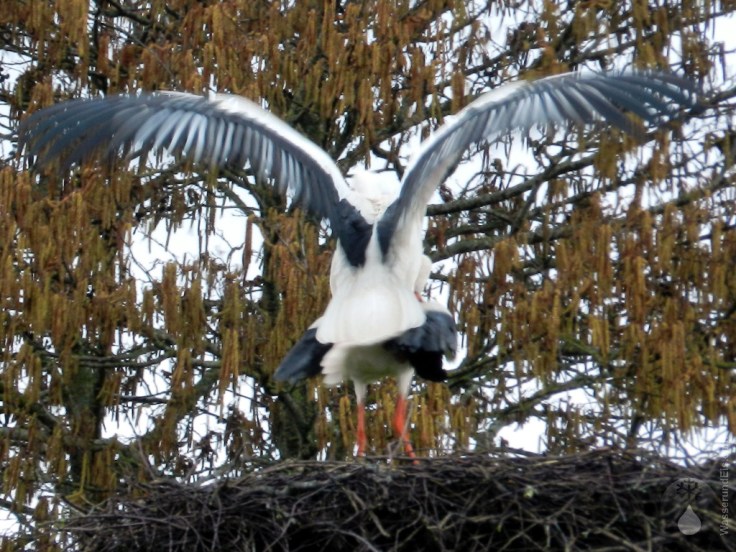 Störche Paarung Nest