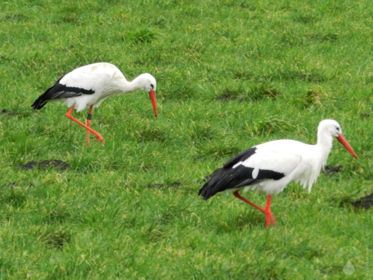 Storchendorf Sievern Geestland