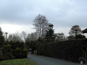 Sievern Storchennester