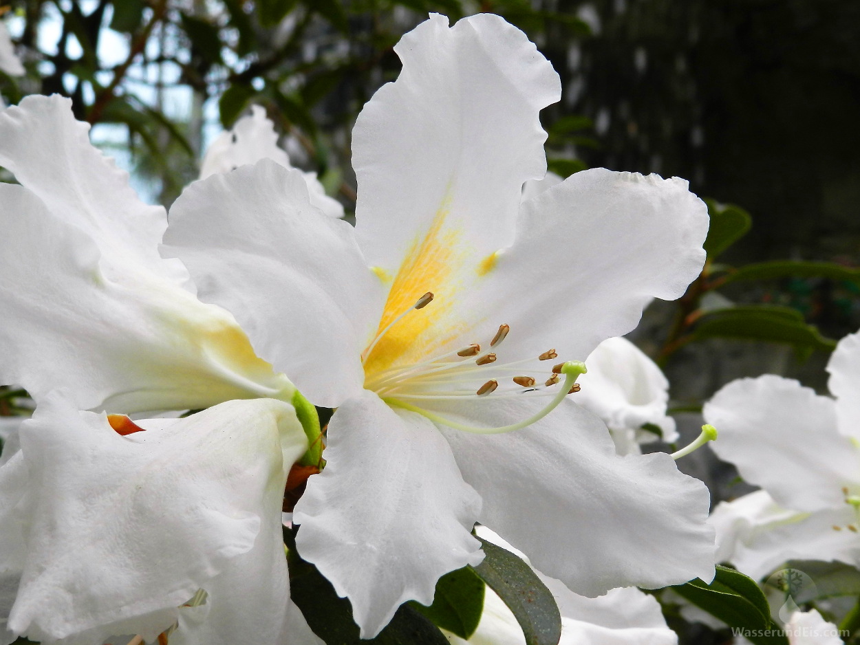 Rhododendron Botanika Bremen
