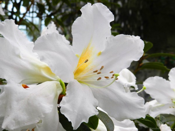 Rhododendron Botanika Bremen