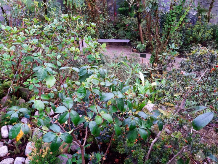 Botanika Bremen Neuguinea,