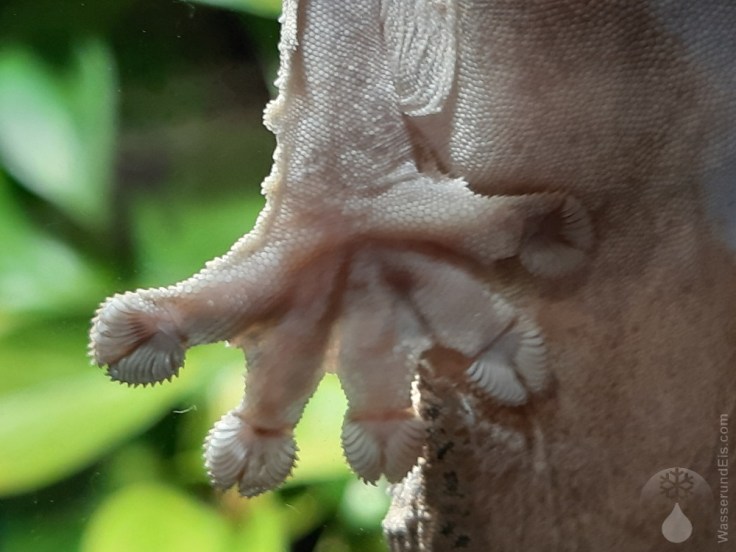 Plattschwanzgekko Botanika Bremen