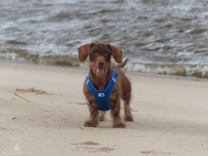 Hundestrand Harriersand