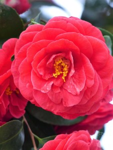 Blüte Rhododendron-Park Bremen Botanika