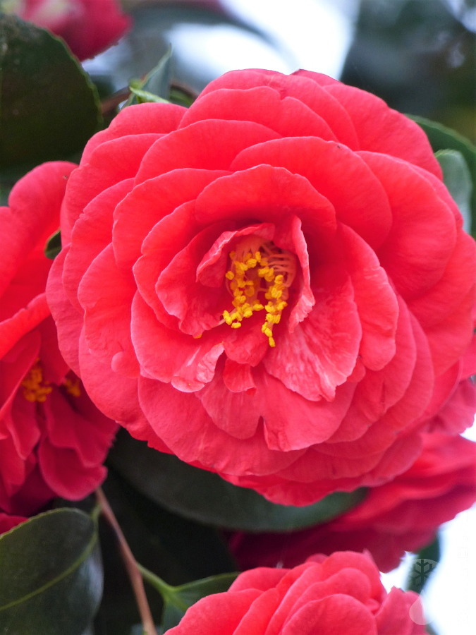 Blüte Rhododendron-Park Bremen Botanika