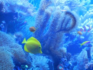 Fische Botanika Bremen