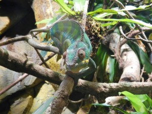 Chamäleon Botanika Bremen