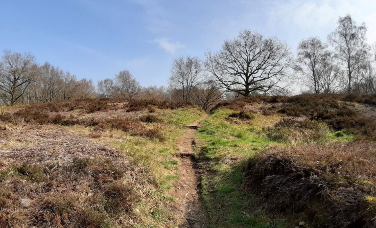 Heidelandschaft Pipinsburg Sievern