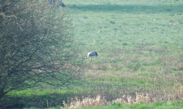 Kranich Sieverner Bach Dorumer Moor