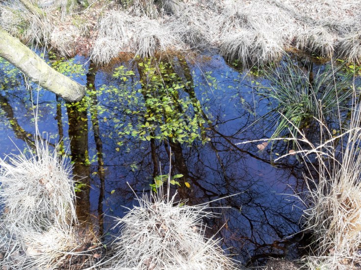 Hochmoor Moorwasser Sievern