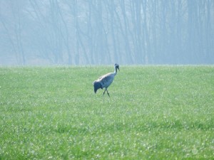 Kranich Heidehof