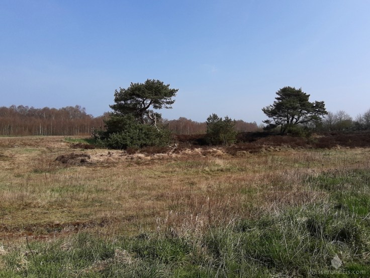 Heide Dorumer Moor Heidehof Geestland