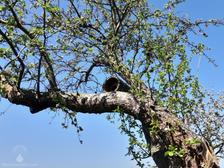 Steinkauz Bruthöhle
