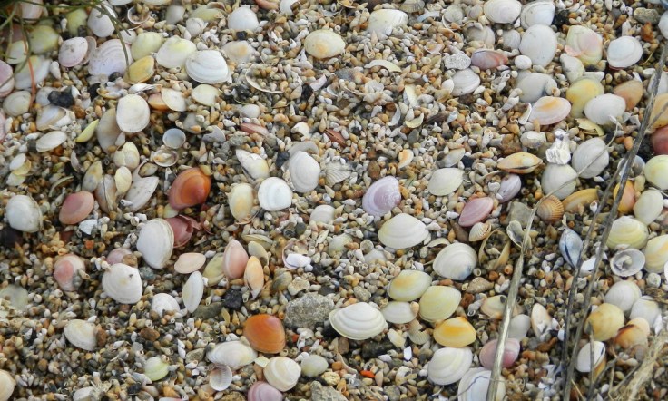 Muscheln Wurster Nordseeküste