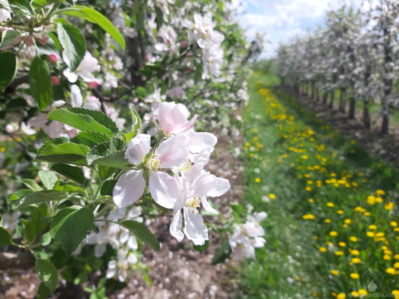 Apfelblüte Apfelbäume Altes Land