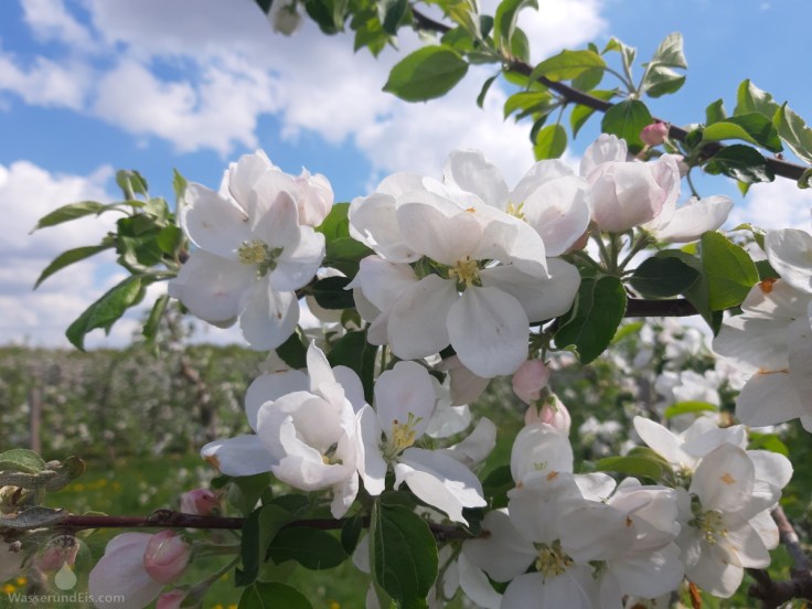 Apfelblüte Altes Land Frühling
