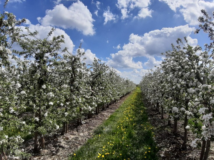 Altes Land Obst Blüte Frühling