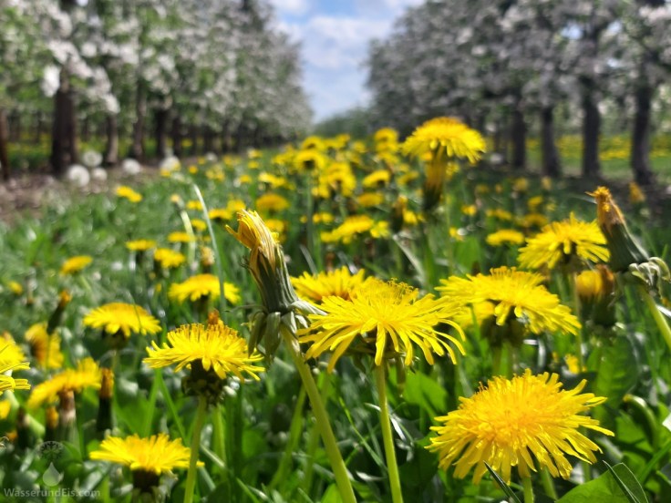 Frühling Altes Land