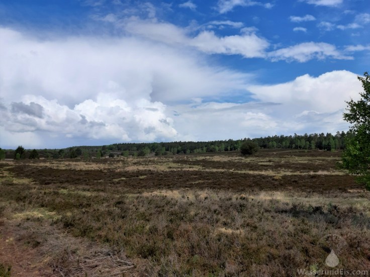 Wesler Heide in der Nordheide.