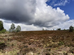 Weseler Heide