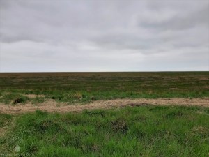 Salzwiesen Berensch Wattenmeer