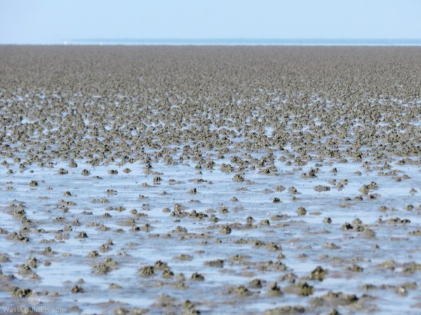 Sahlenburg Watt Wattwandern Cuxhaven Nordsee