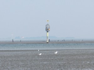 Duhner Loch Watt Priel Neuwerk