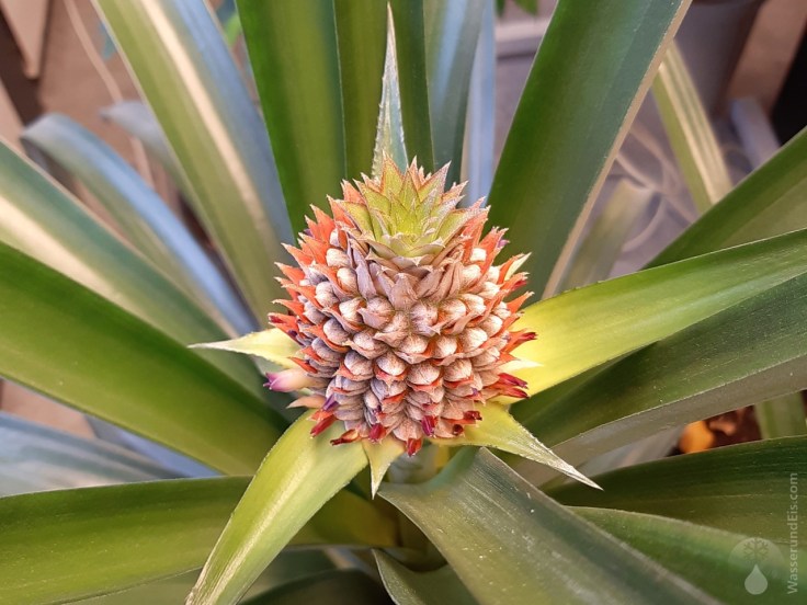 05-2019-02-19-03-Ananas-Blüte.jpg