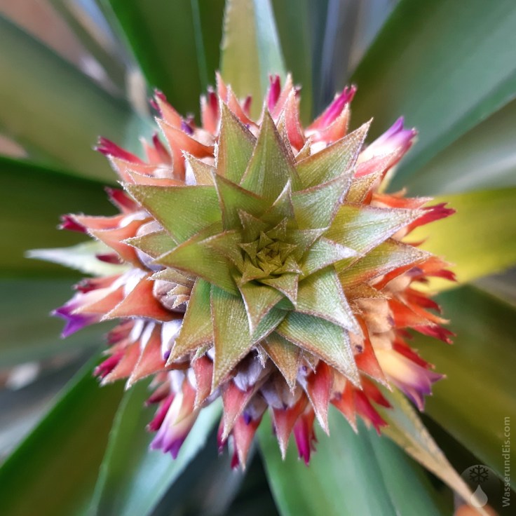 06-2019-02-26-02-Ananas-Blüte