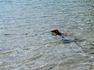Hunde Blindsee