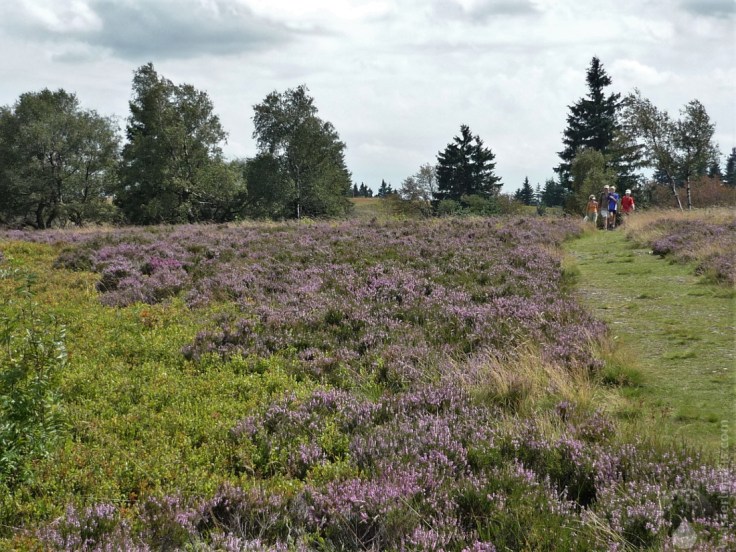 #Hochheide am Kahlen Asten