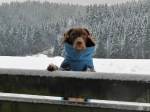 #Unser Dackel im Schnee 2019