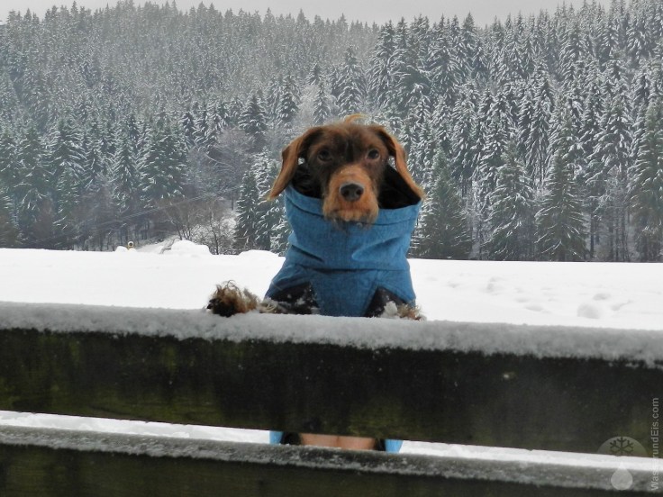 #Unser Dackel im Schnee 2019